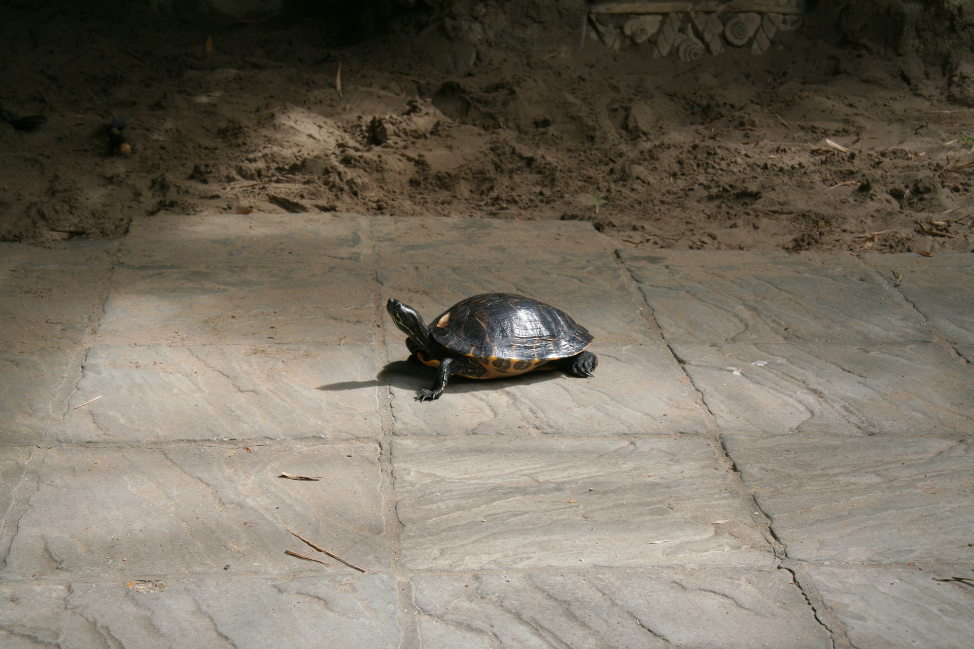 Hieroglyphen-Schmuckschildkröte beim Sonnenbaden/Eastern river cooter basking in the sun